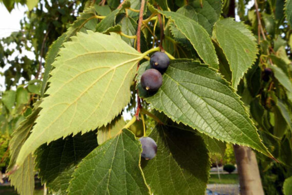 WIĄZOWIEC POŁUDNIOWY Celtis australis