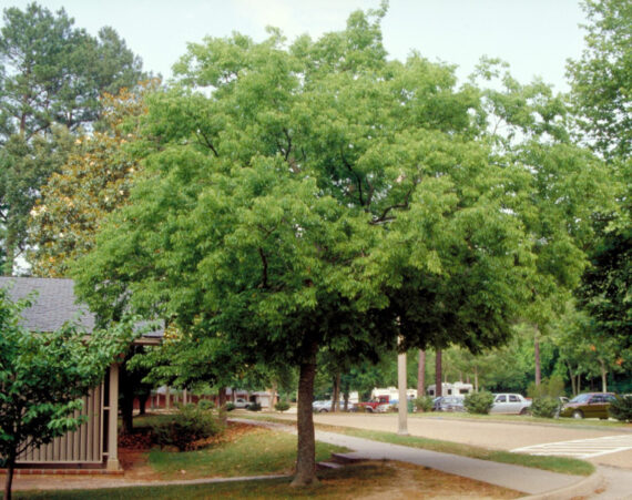 WIĄZOWIEC POŁUDNIOWY Celtis australis