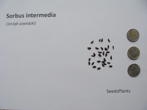 SORBUS INTERMEDIA