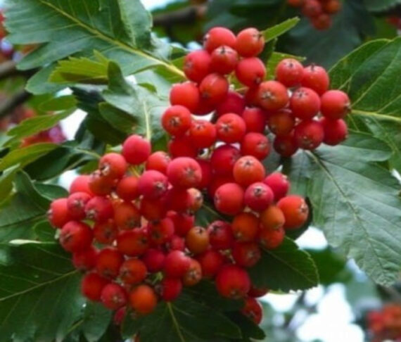 SORBUS INTERMEDIA