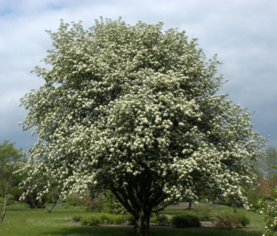 SORBUS INTERMEDIA