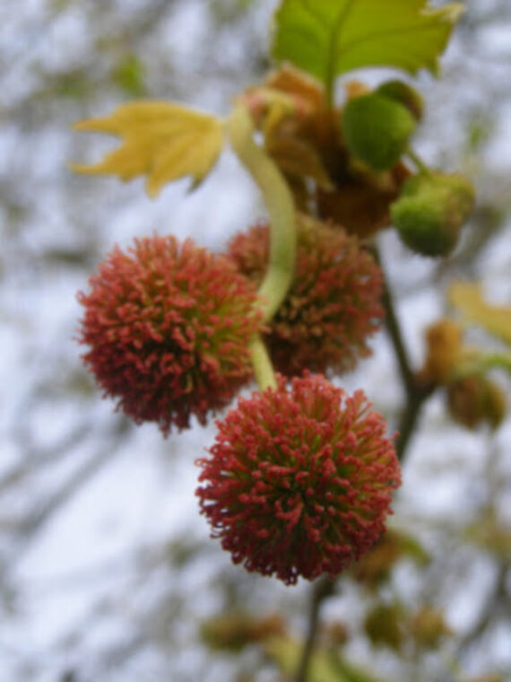 Platanus acerifolia