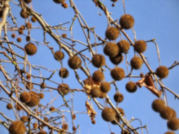 Platanus acerifolia