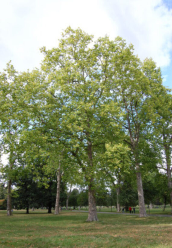 Platanus acerifolia