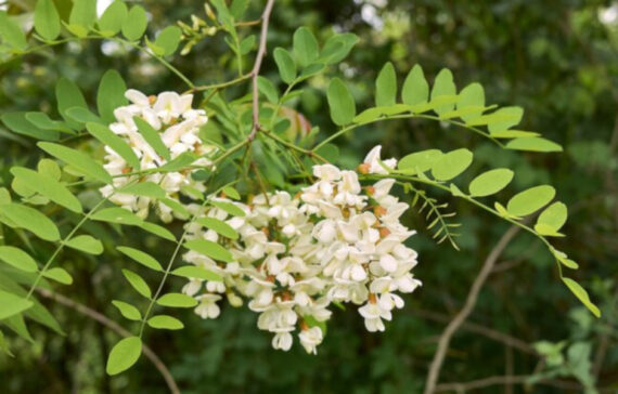 Robinia pseudoacacia