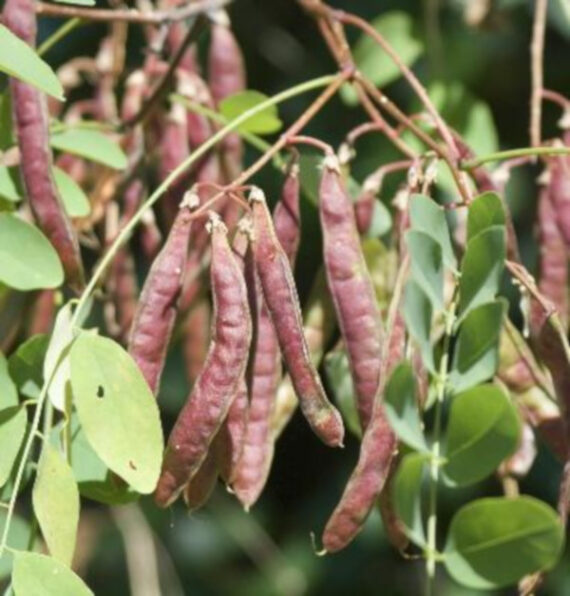 Robinia pseudoacacia