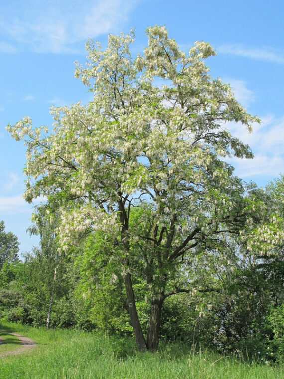 Robinia pseudoacacia