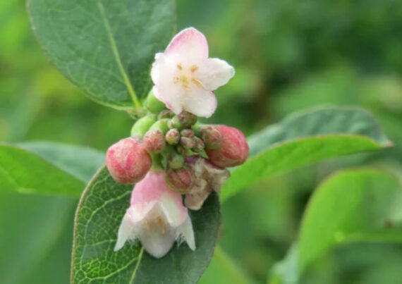 Symphoricarpos albus