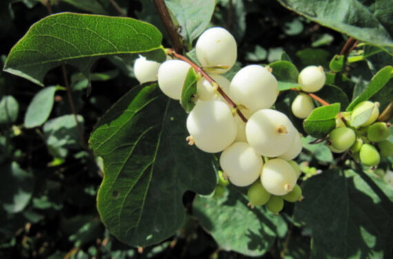 Symphoricarpos albus