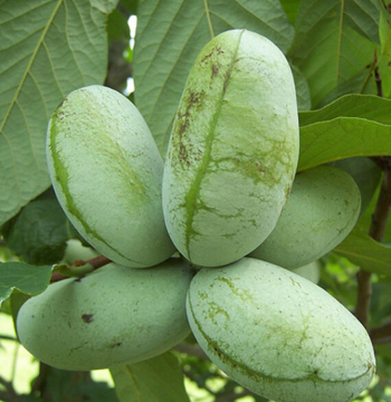 Asimina triloba