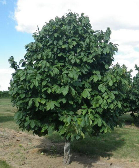 Asimina triloba