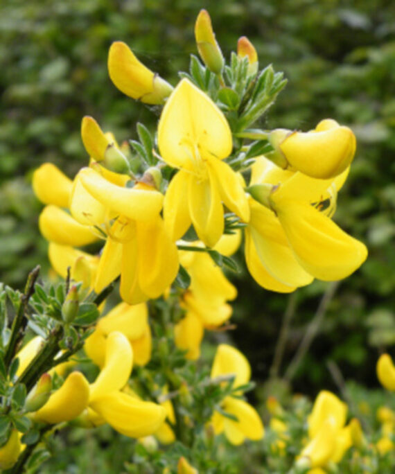 ŻARNOWIEC MIOTLASTY Cytisus scoparius