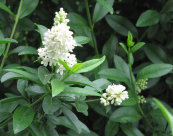 Ligustrum vulgare