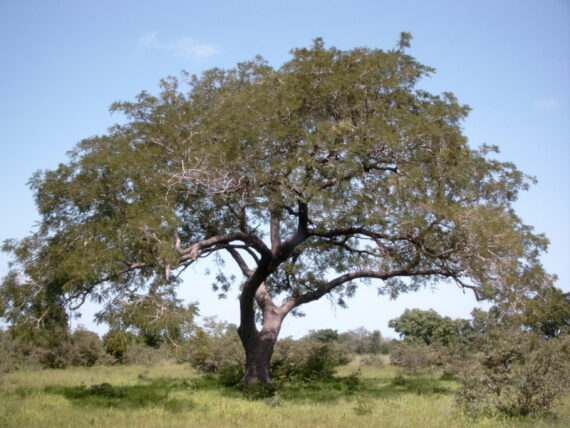 Parkia biglandulosa