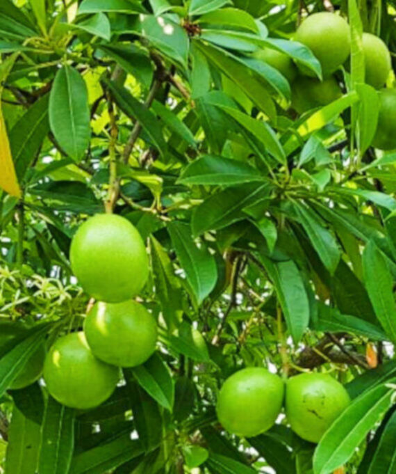 Alstonia scholaris