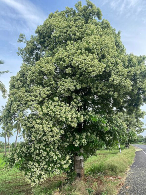 Alstonia scholaris