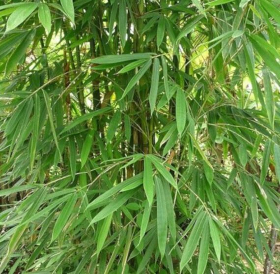 BAMBUS ŻELAZNY (Dendrocalamus strictus)