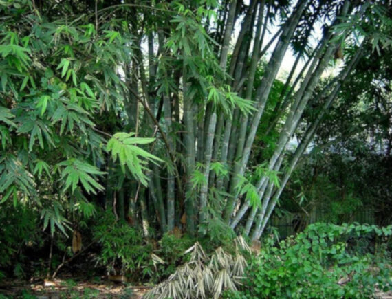 BAMBUS ŻELAZNY (Dendrocalamus strictus)