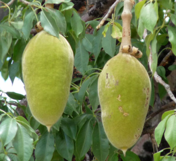 BAOBAB AFRYKAŚKI Adansonia digitata