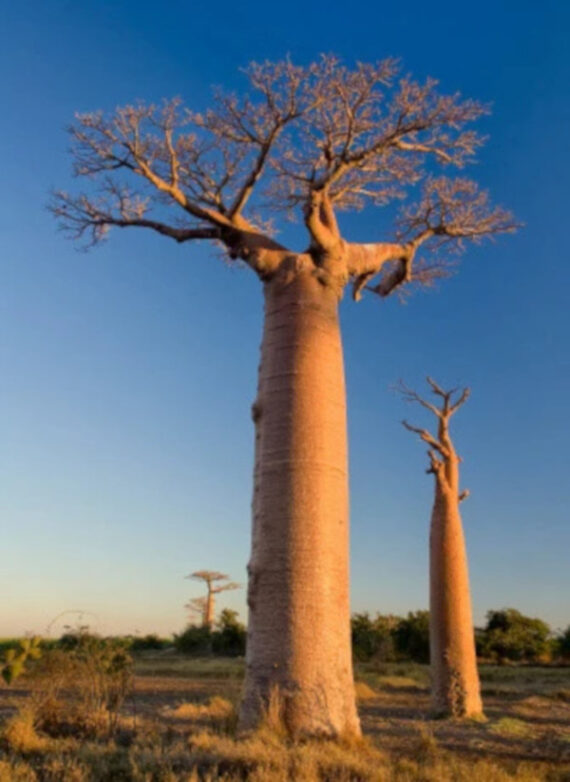 BAOBAB AFRYKAŚKI Adansonia digitata