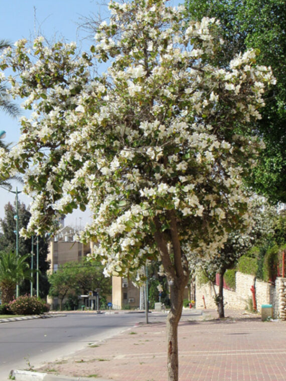 Bauhinia Alba