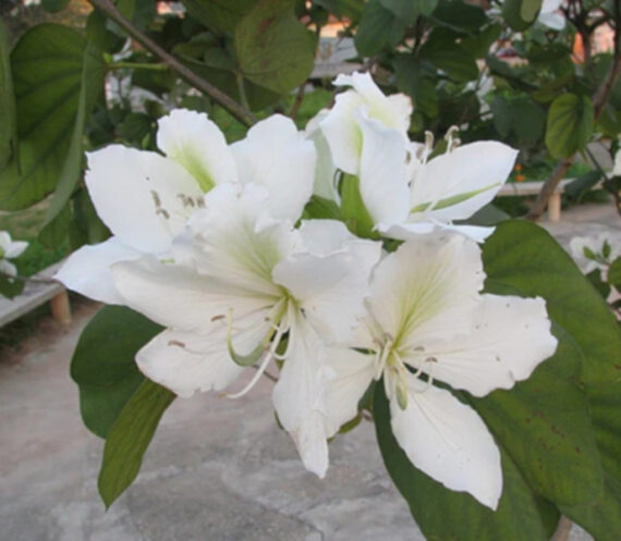 Bauhinia Alba