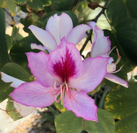 BAUHINIA ZMIENNA Bauhinia variegata