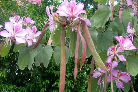 BAUHINIA ZMIENNA Bauhinia variegata