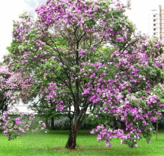 BAUHINIA ZMIENNA Bauhinia variegata