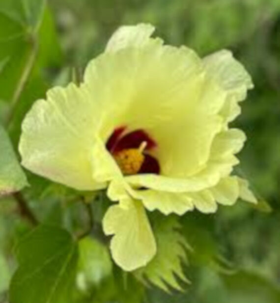 Gossypium herbaceum