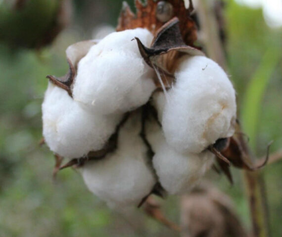 Gossypium herbaceum