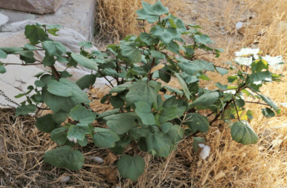 Gossypium herbaceum