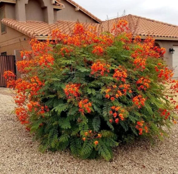 Caesalpinia Pulcherrima