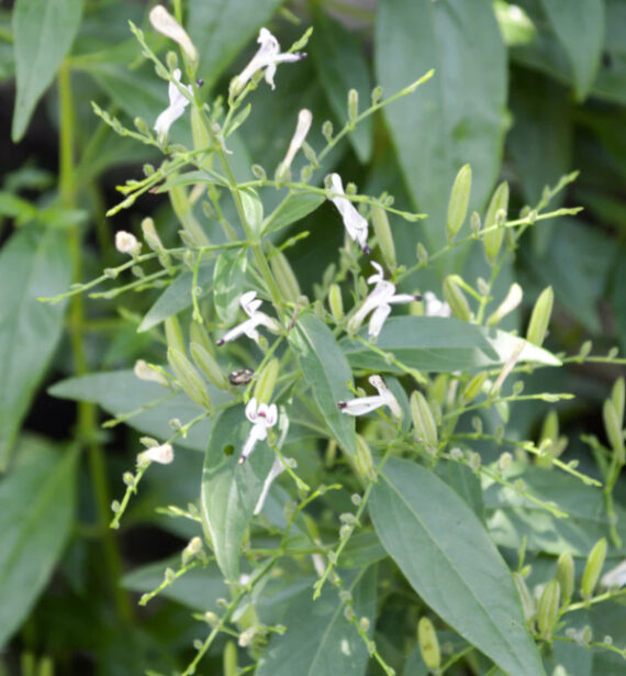 Andrographis paniculata