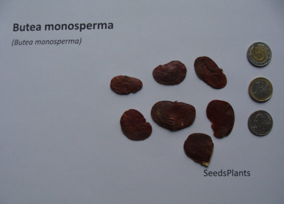  BUTEA MONOSPERMA Butea monosperma