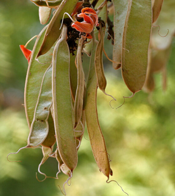  BUTEA MONOSPERMA Butea monosperma