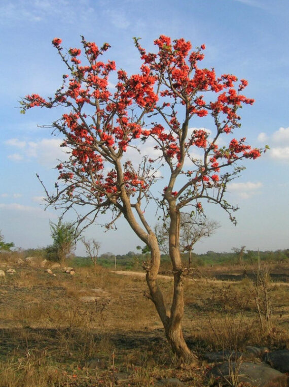  BUTEA MONOSPERMA Butea monosperma