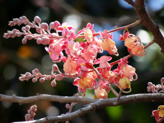 Cassia grandis