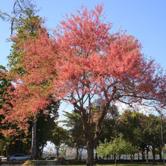 Cassia grandis