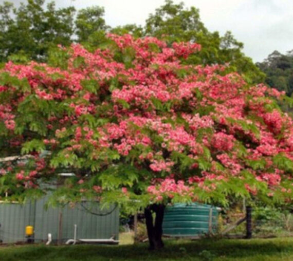 Cassia Nodosa