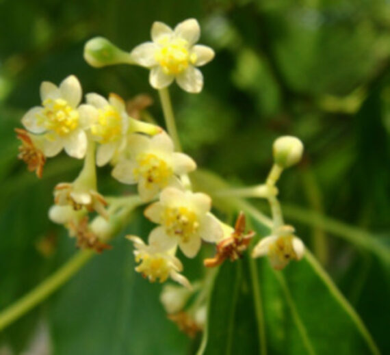 CYNAMONOWIEC KAMFOROWY Cinnamomum camphora