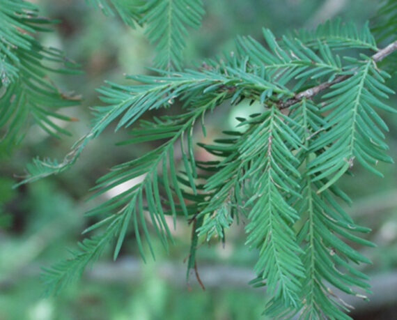 Taxodium mucronatum