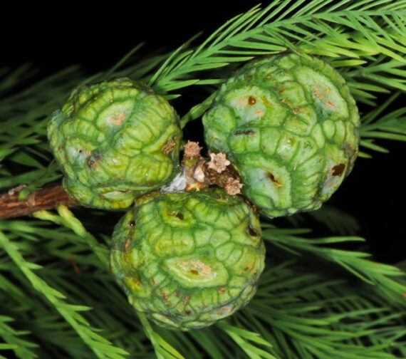 Taxodium mucronatum