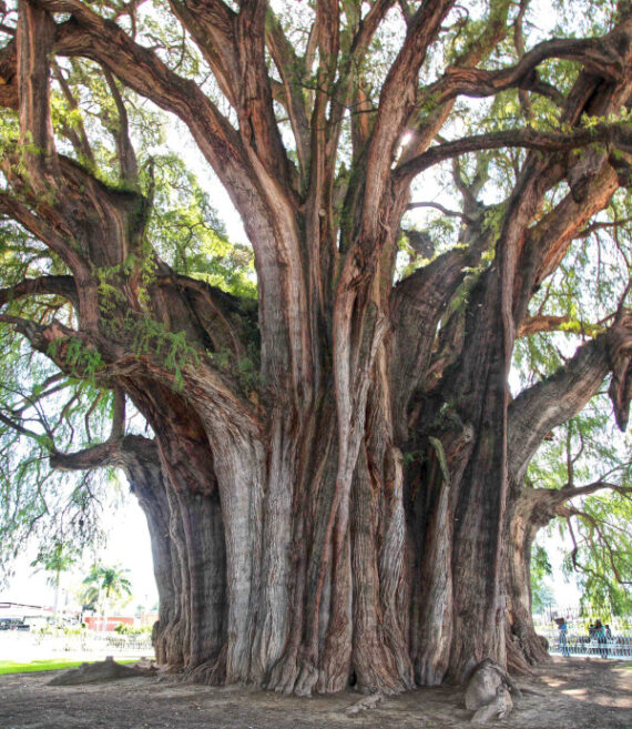 Taxodium mucronatum