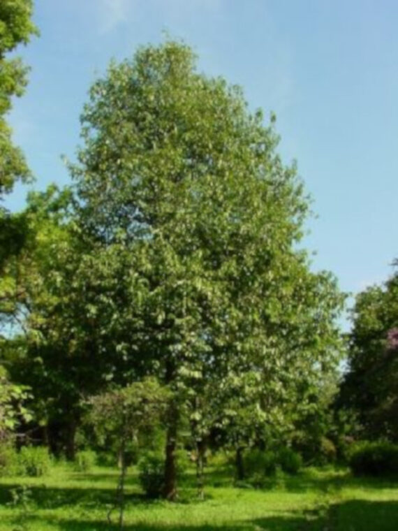 Diospyros melanoxylon