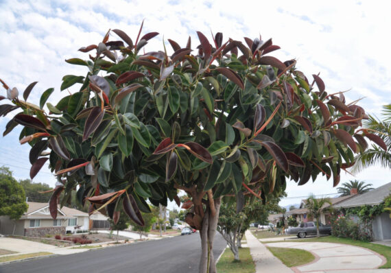 Ficus elastica