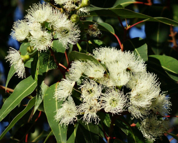 Eucalyptus citriodora