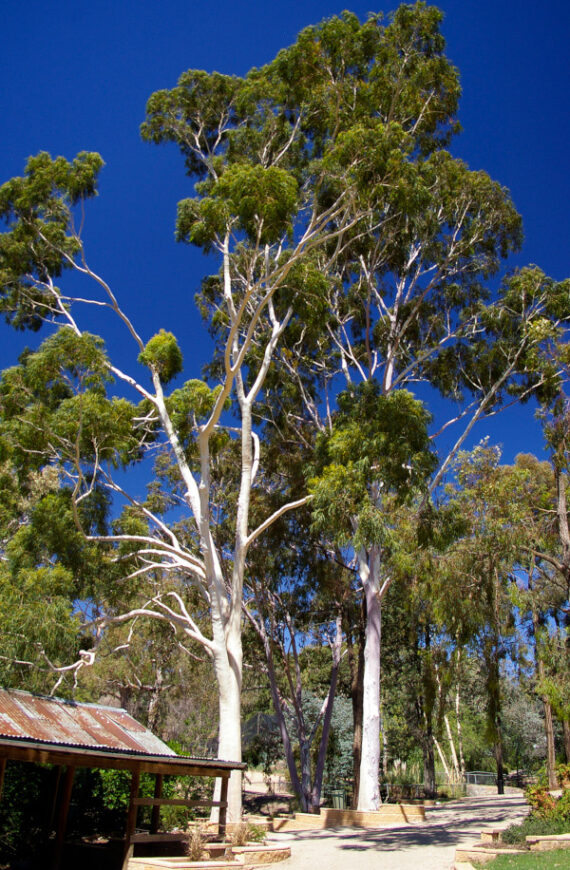 Eucalyptus citriodora