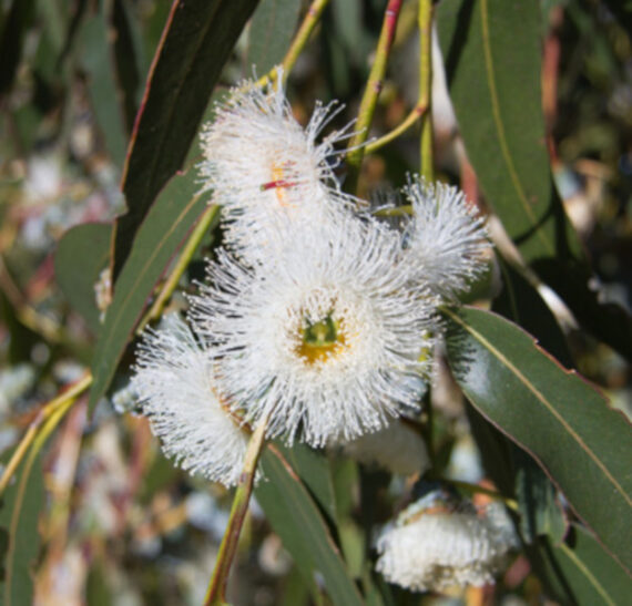 Eucalyptus globulus