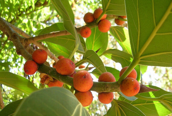 Ficus benghalensis